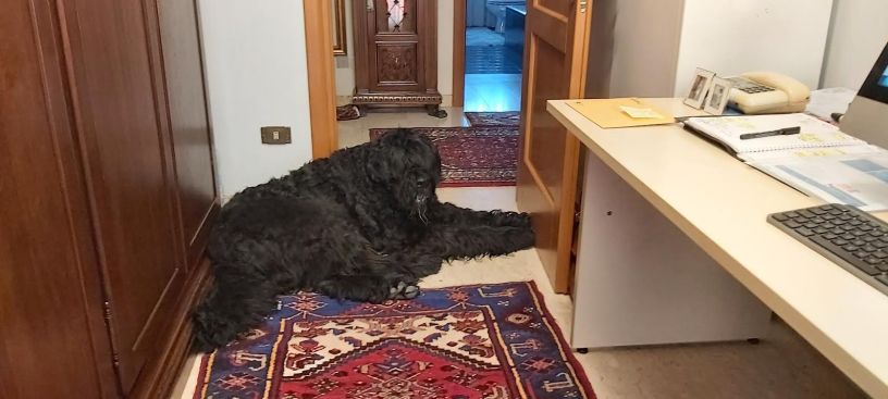 Slavik, Terrier Russo Nero anziano, riposa accanto alla scrivania del suo proprietario mentre lo osserva lavorare nello studio di casa, simbolo di un legame profondo e inseparabile costruito nel corso degli anni.