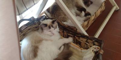 Wollie e Margot, due gatti Ragdoll di undici anni, riposano nelle loro ceste preferite all'interno della casa di famiglia ad Alessandria.
