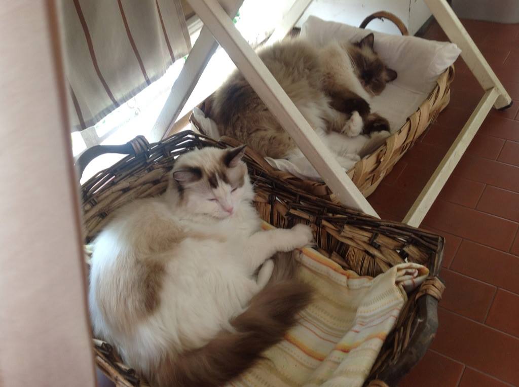 Pensavo di avere due gatti. In realtà avevo una&nbsp;famiglia