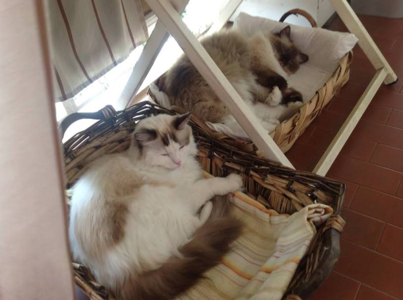 Wollie e Margot, due gatti Ragdoll di undici anni, riposano nelle loro ceste preferite all'interno della casa di famiglia ad Alessandria.