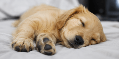 Cucciolo di cane che dorme serenamente su una coperta morbida, con occhi chiusi e zampe rilassate, simbolo del sonno e dei sogni nel mondo animale.