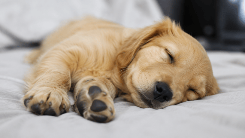 Cucciolo di cane che dorme serenamente su una coperta morbida, con occhi chiusi e zampe rilassate, simbolo del sonno e dei sogni nel mondo animale.
