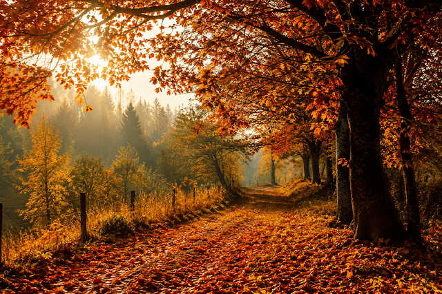 “Autunno” di Rainer Maria Rilke: la caduta delle foglie e il mistero del nostro&nbsp;destino