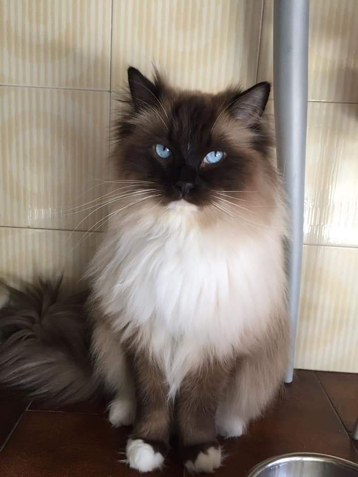 I gatti si affezionano davvero ai loro proprietari? Cosa dice la&nbsp;ricerca