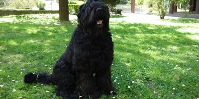 Slavik, amato Terrier Nero Russo di Pier Carlo Lava, ritratto con uno sguardo dolce e fedele in un momento di serenità, in un'immagine dedicata al suo ricordo.