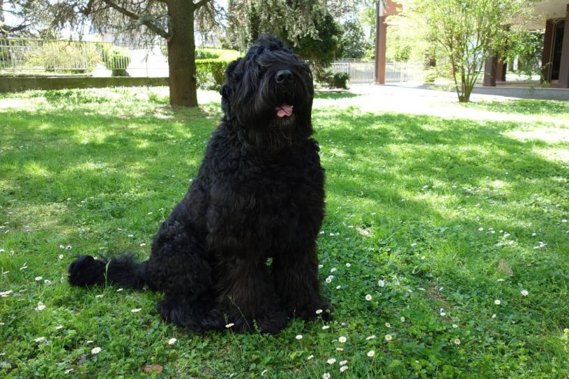 Slavik, amato Terrier Nero Russo di Pier Carlo Lava, ritratto con uno sguardo dolce e fedele in un momento di serenità, in un'immagine dedicata al suo ricordo.