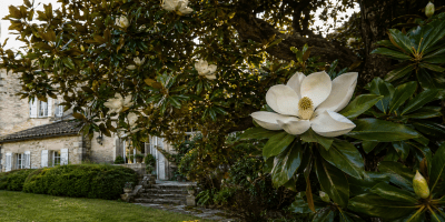 Grande magnolia in fiore accanto a un’antica casa immersa in un tranquillo giardino.