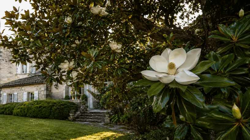 Grande magnolia in fiore accanto a un’antica casa immersa in un tranquillo giardino.