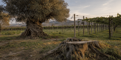 Ulivo secolare accanto a un grande ceppo reciso, con una coltivazione di kiwi sullo sfondo nella campagna calabrese.