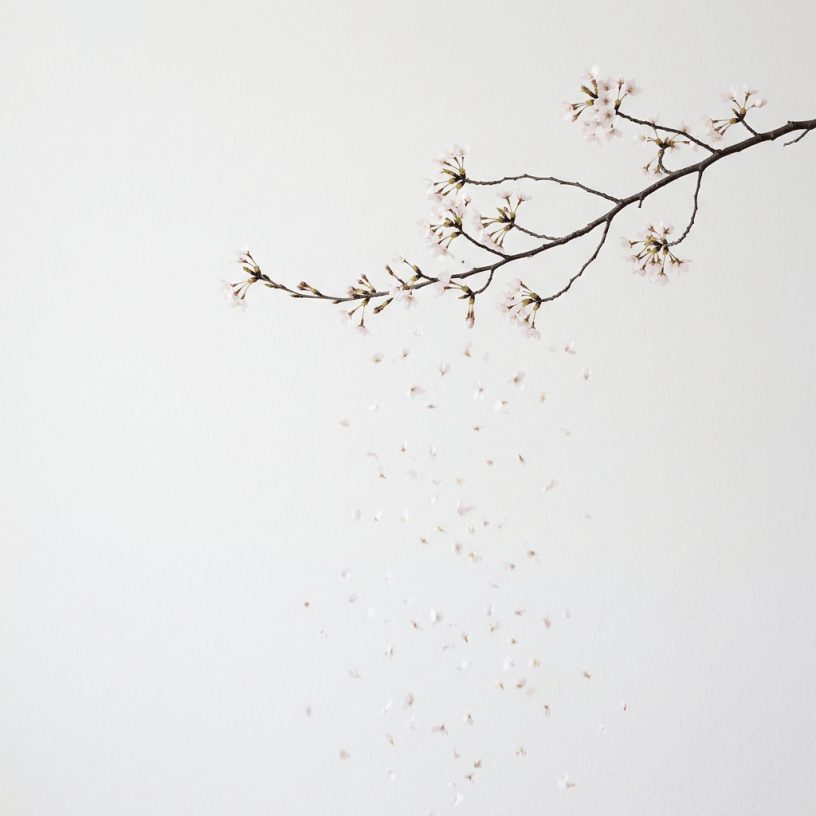 Cherry blossom branch with light pink flowers and petals falling
